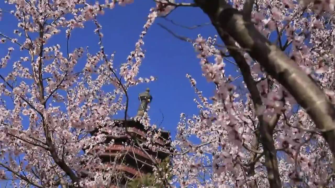 北京园博园永定塔春天桃花盛开视频下载