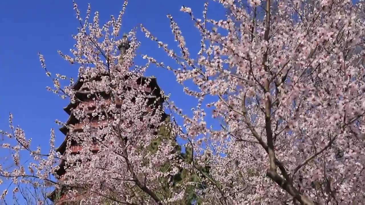 北京园博园永定塔春天桃花盛开视频下载