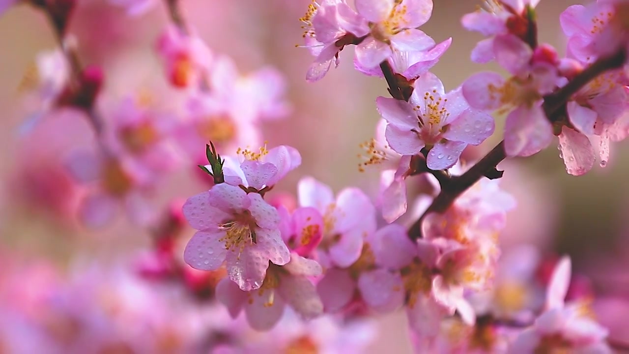 山桃花视频素材