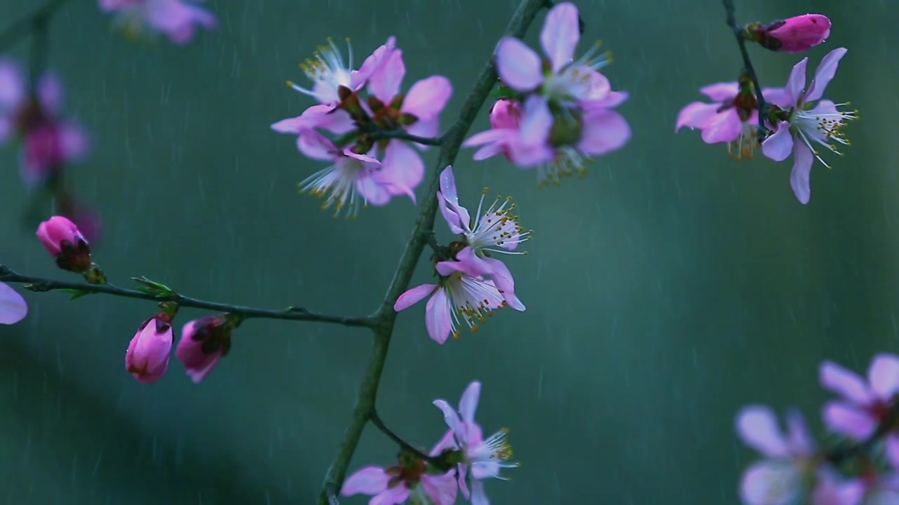 雨中山桃花视频素材