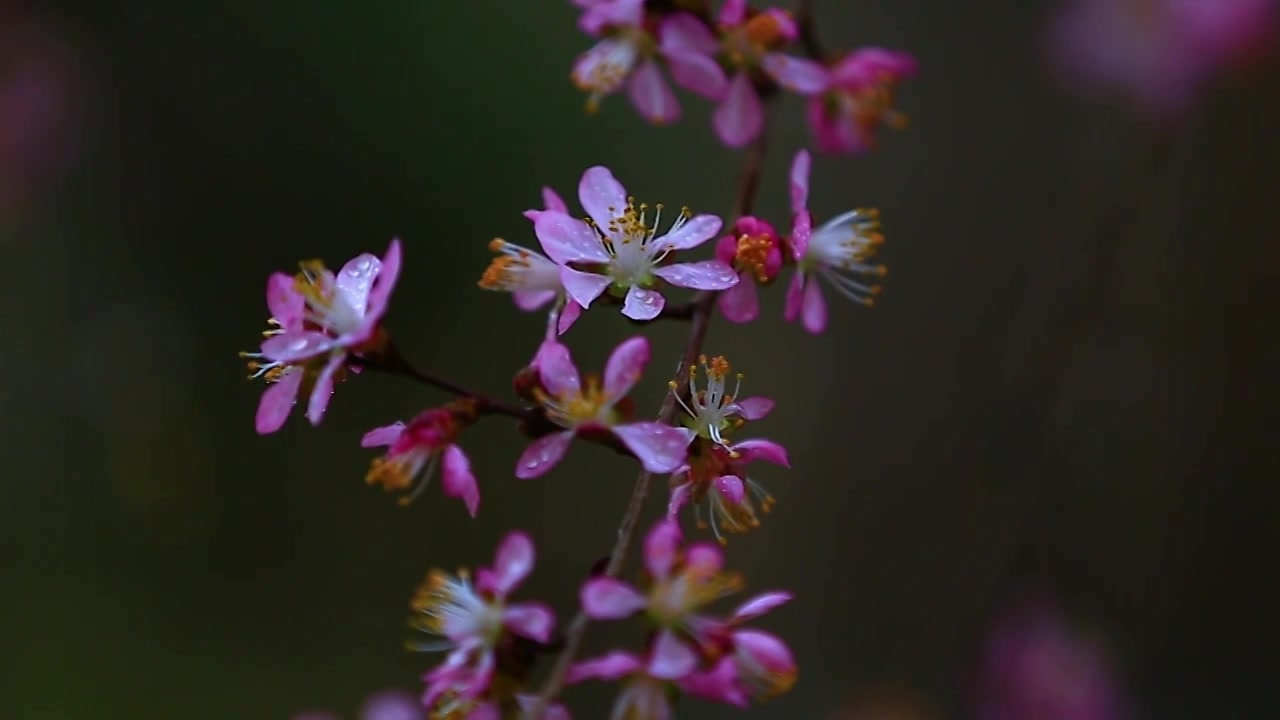 山桃花视频素材