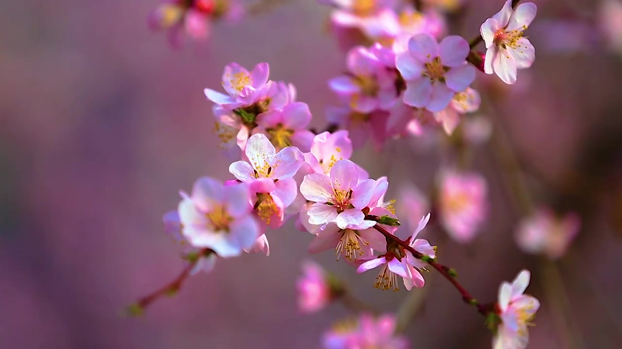 山桃花视频素材