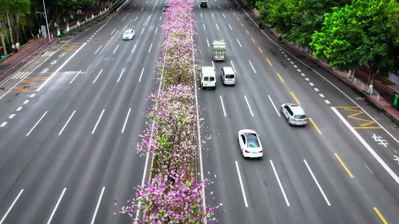 四季花城，缤纷春天，洋紫荆花盛开的城市道路视频下载