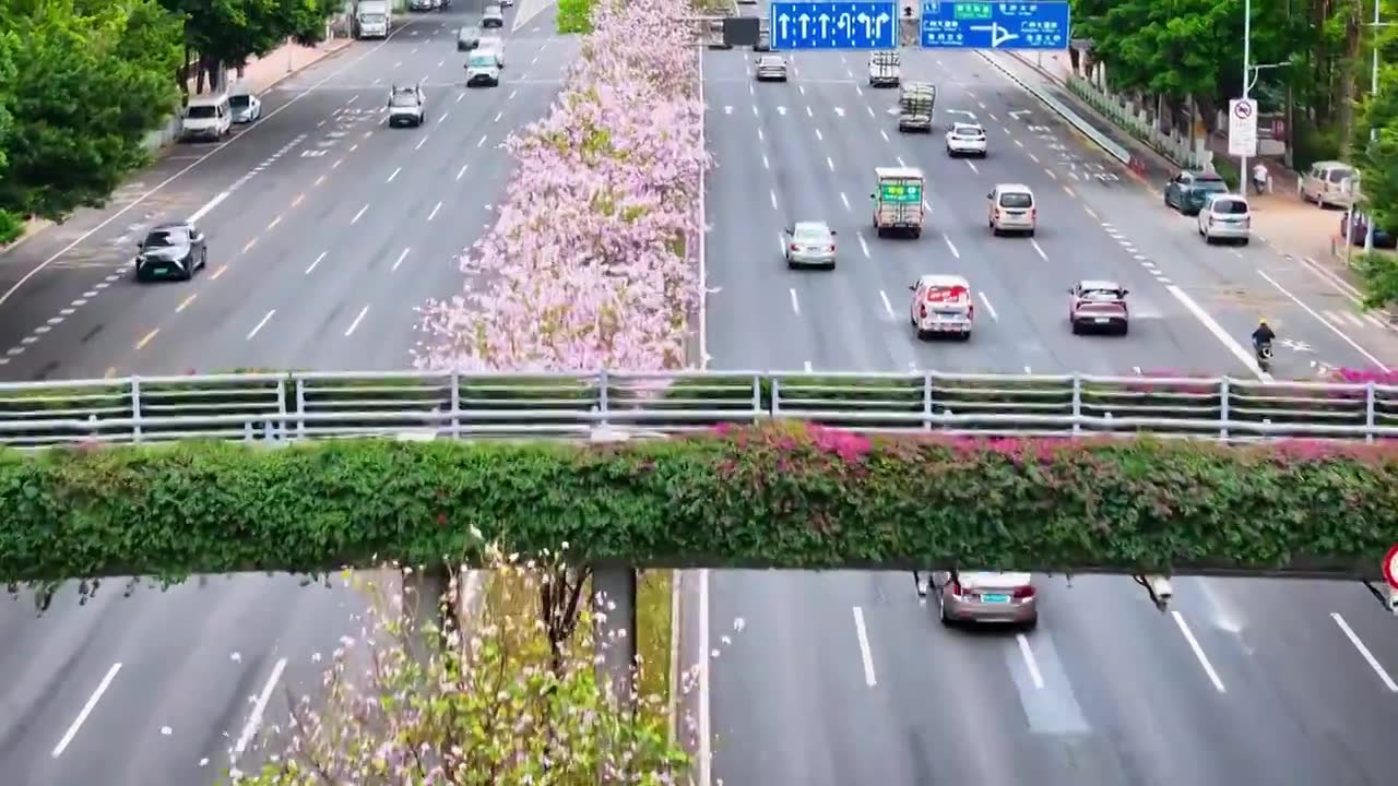 四季花城，缤纷春天，洋紫荆花和黄花风铃木盛开的城市道路视频素材