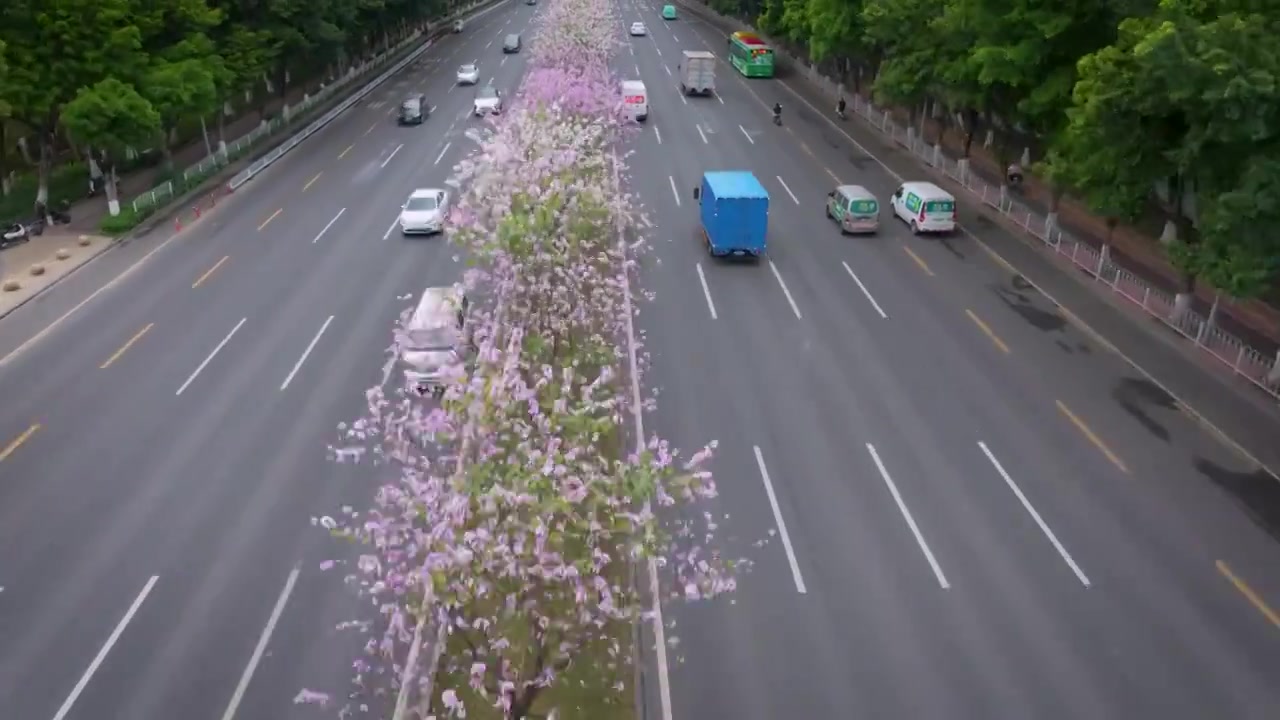 四季花城，缤纷春天，洋紫荆花和黄花风铃木盛开的城市道路视频下载