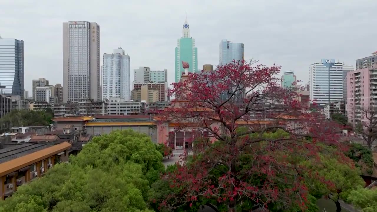 花城的春天，红棉绽放，广州农民运动讲习所（农讲所、番禺学宫）旧址，广州少儿图书馆（原“星火燎原”馆）视频下载