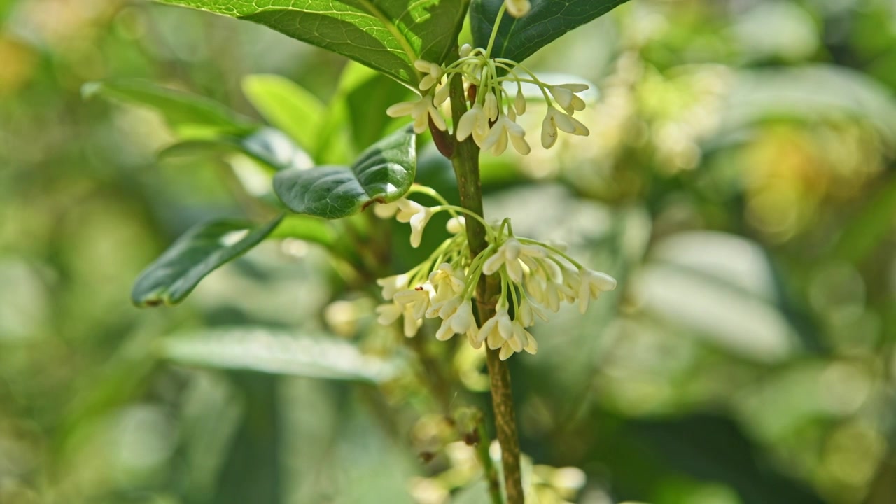 桂花香扑鼻而来视频素材