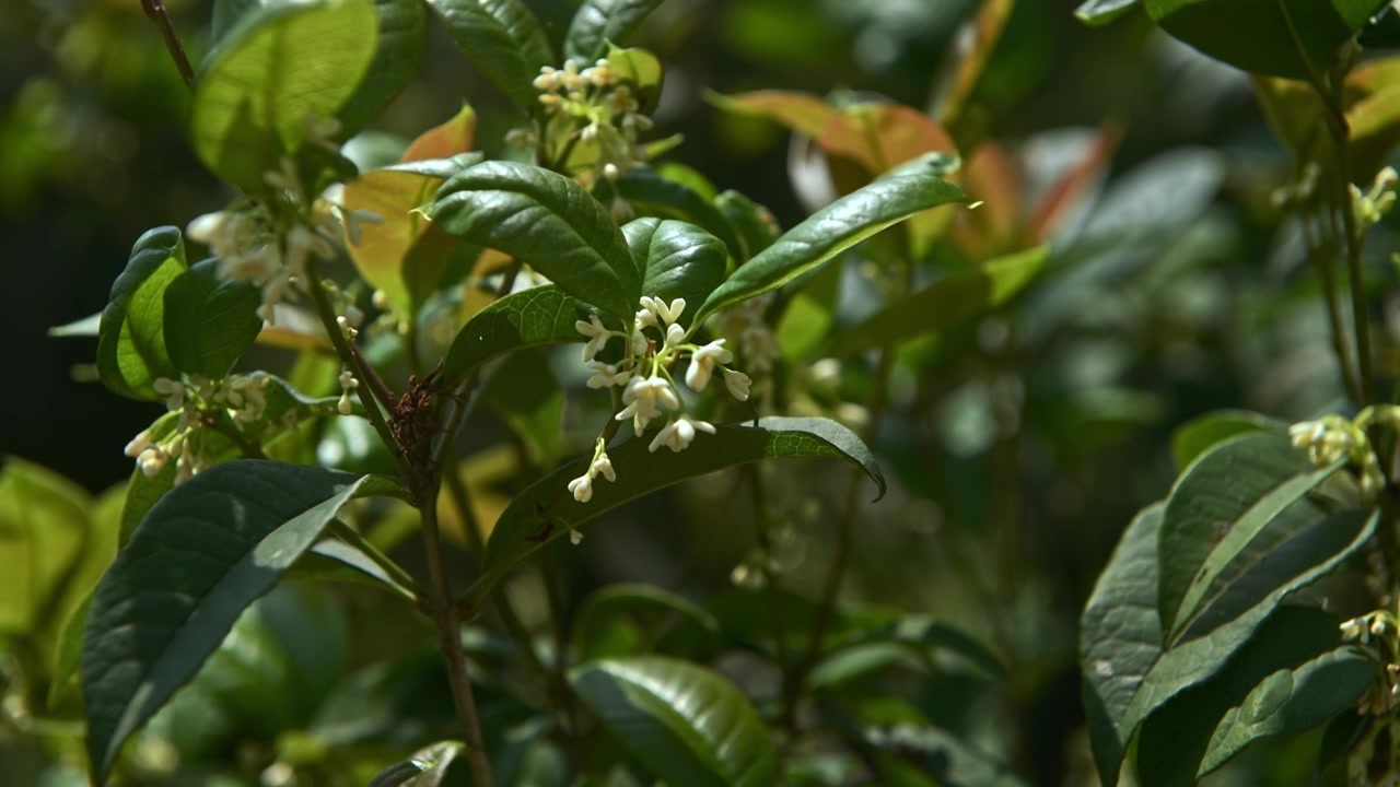 桂花香扑鼻而来视频素材