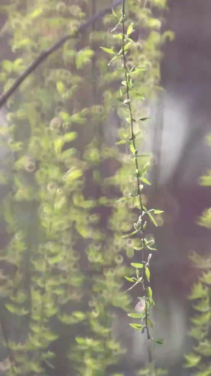 春天里的柳叶视频素材