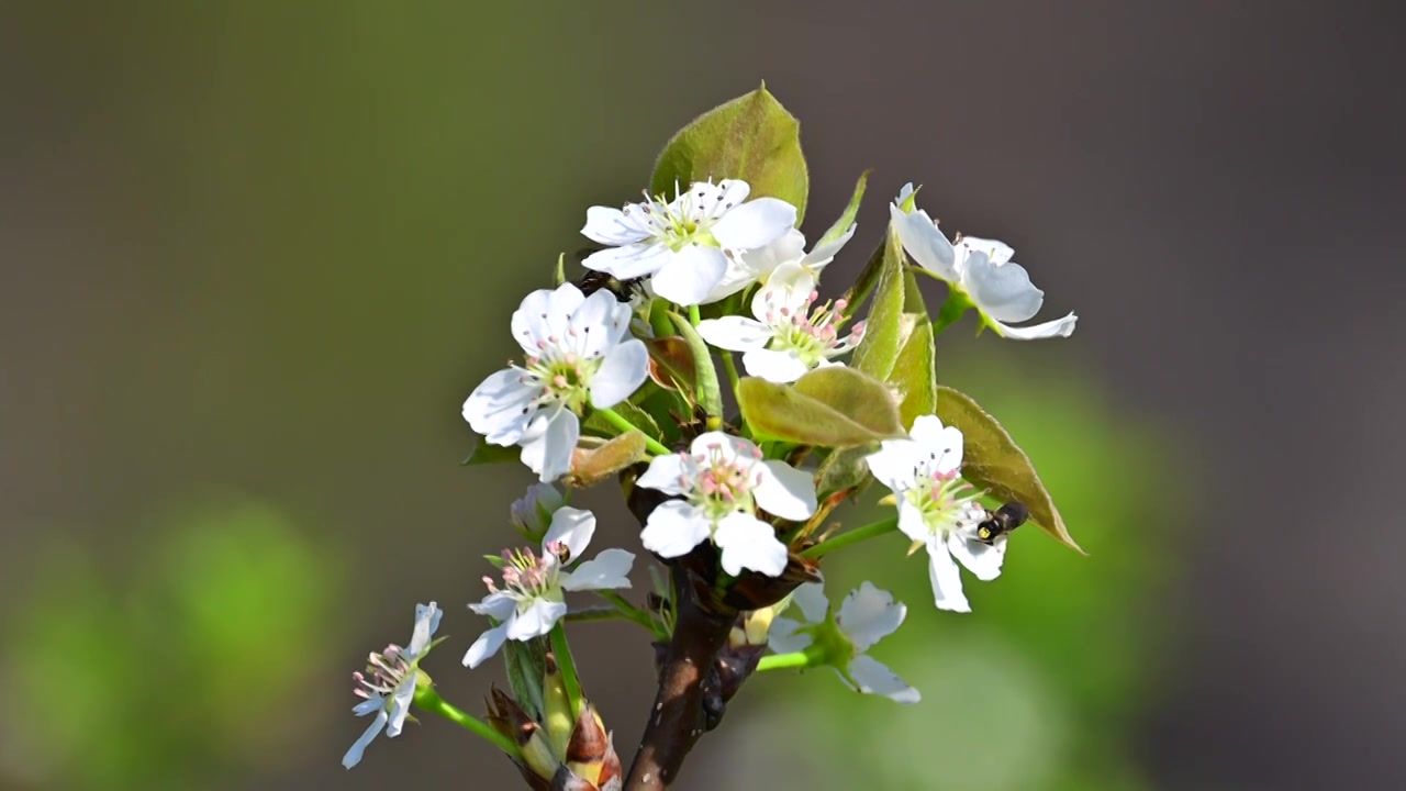 蜜蜂采蜜视频素材