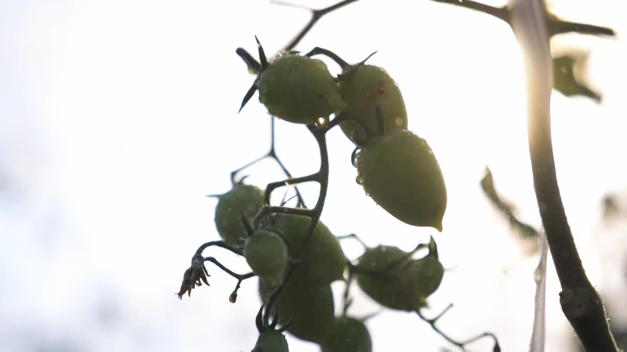 番茄苗浇灌生长视频素材