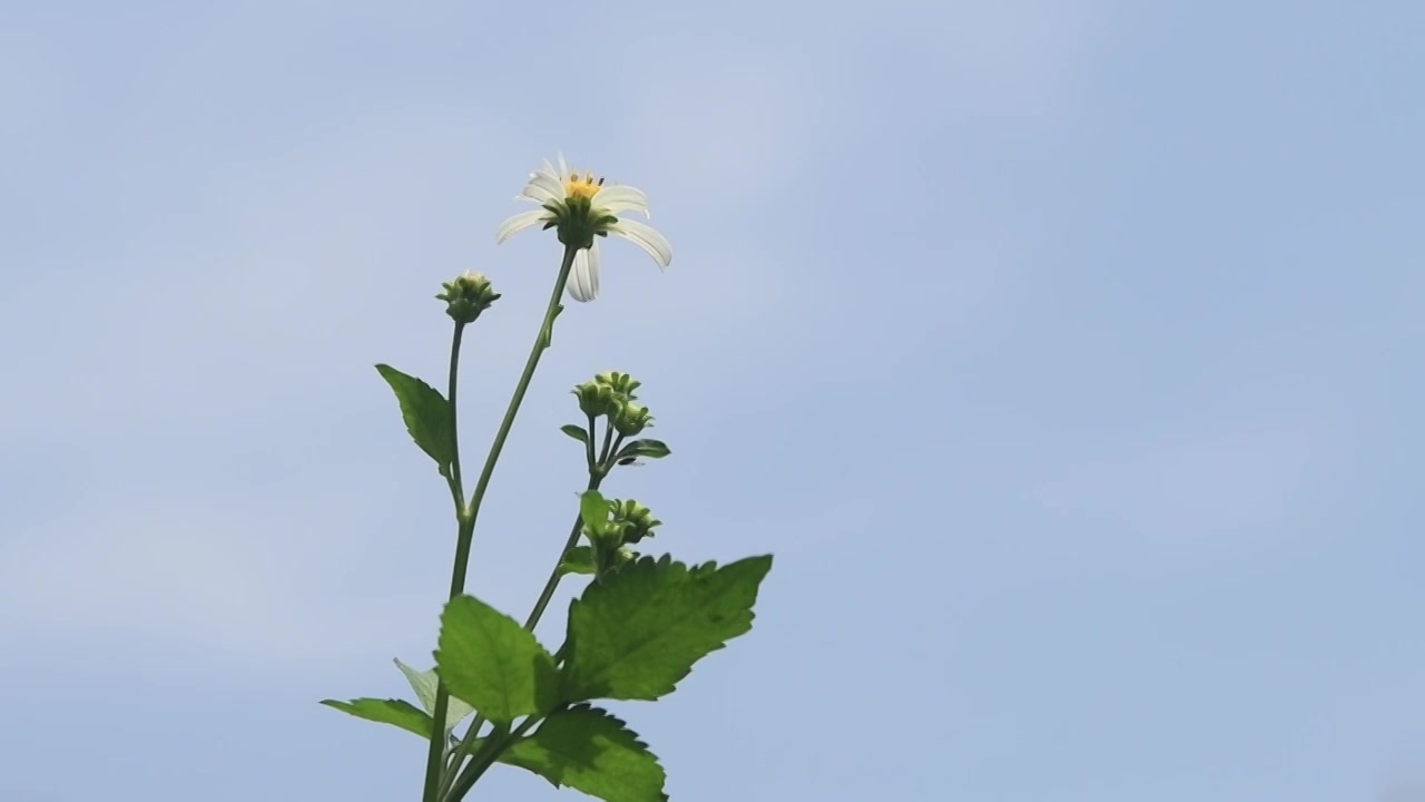 春天野草野花绽放视频素材