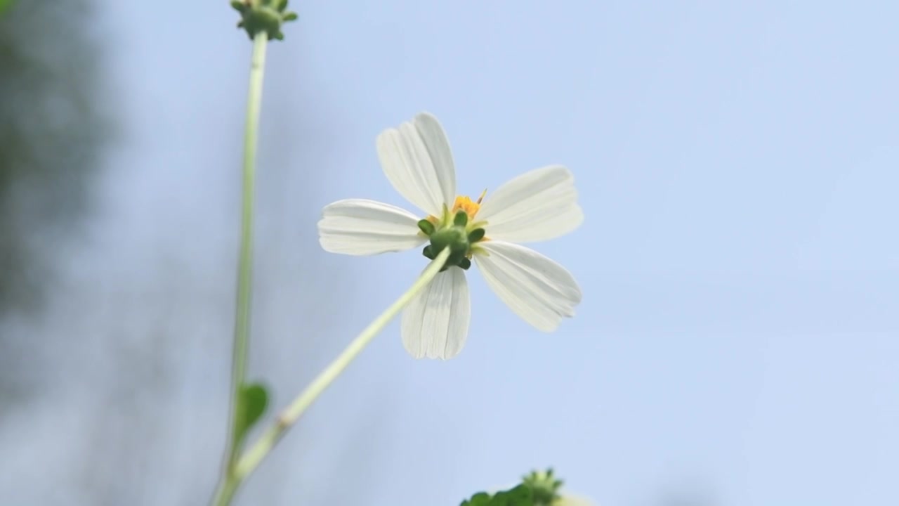 春天野草野花绽放视频素材