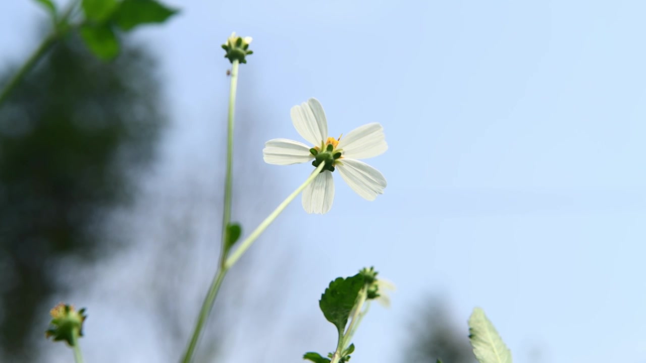 春天野草野花绽放视频素材