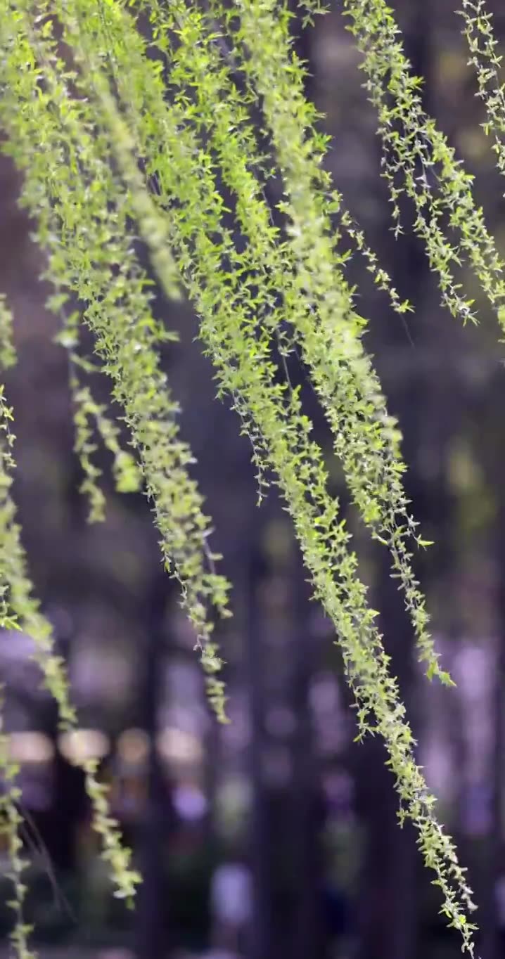 （慢镜）春风吹动湖边刚发芽的柳条竖版视频素材