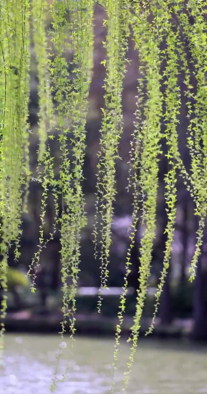 （慢镜）春风吹动湖边刚发芽的柳条竖版视频素材