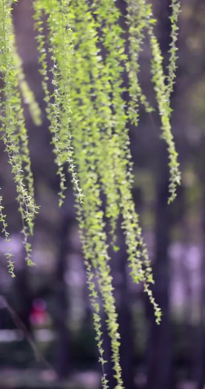 （慢镜）春风吹动湖边刚发芽的柳条竖版视频素材