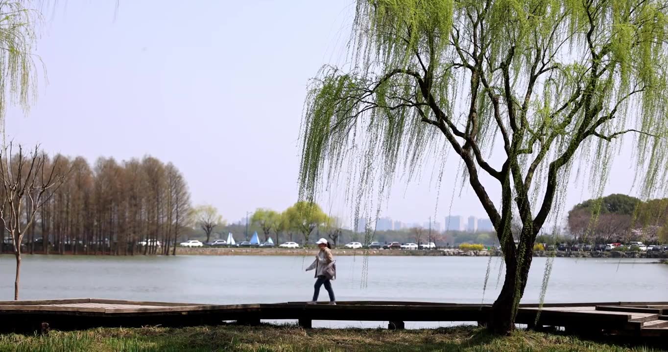 （慢镜）春风吹动湖边刚发芽的柳条视频素材