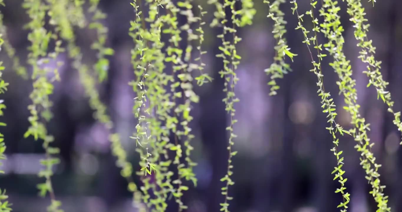 （慢镜）春风吹动湖边刚发芽的柳条视频素材