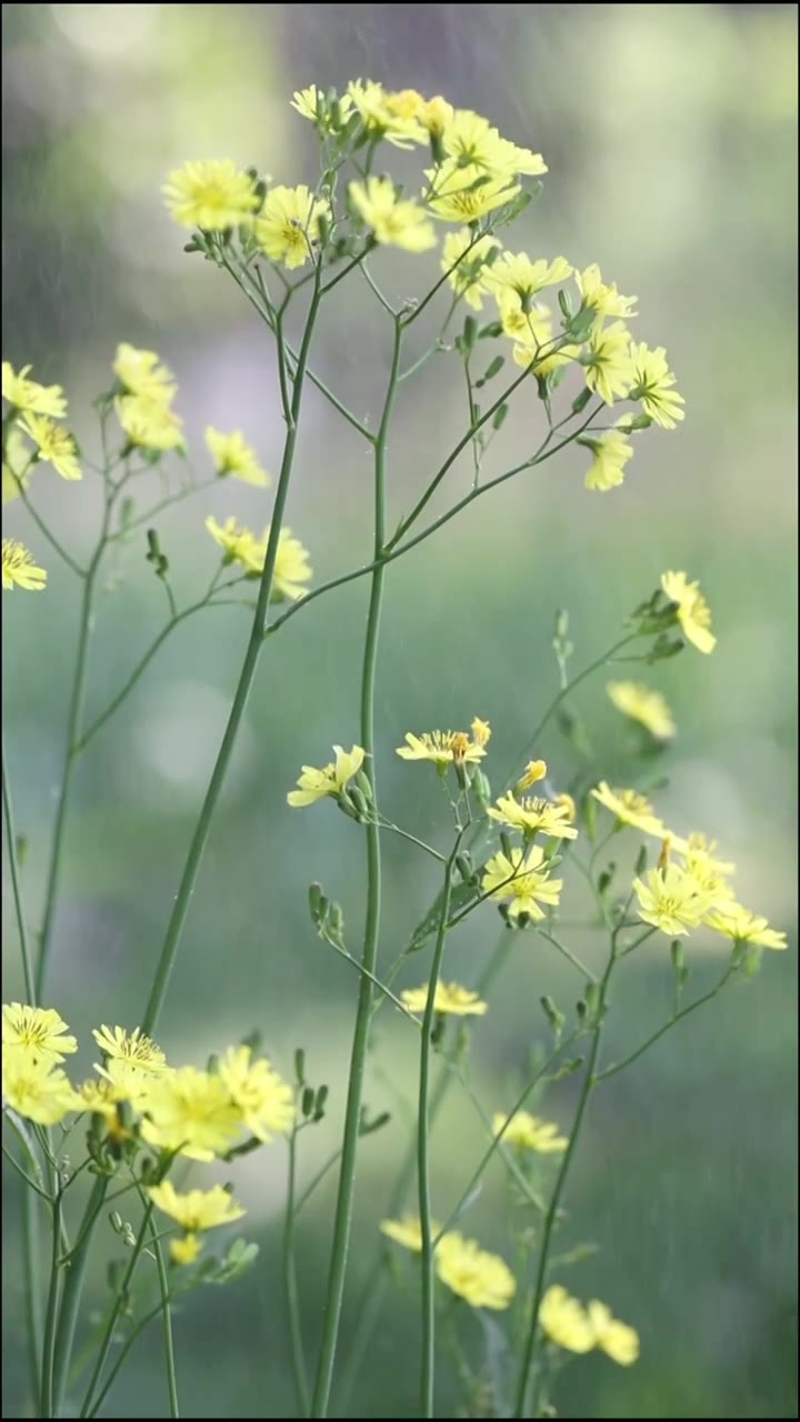 南京春天的花慢镜头视频素材