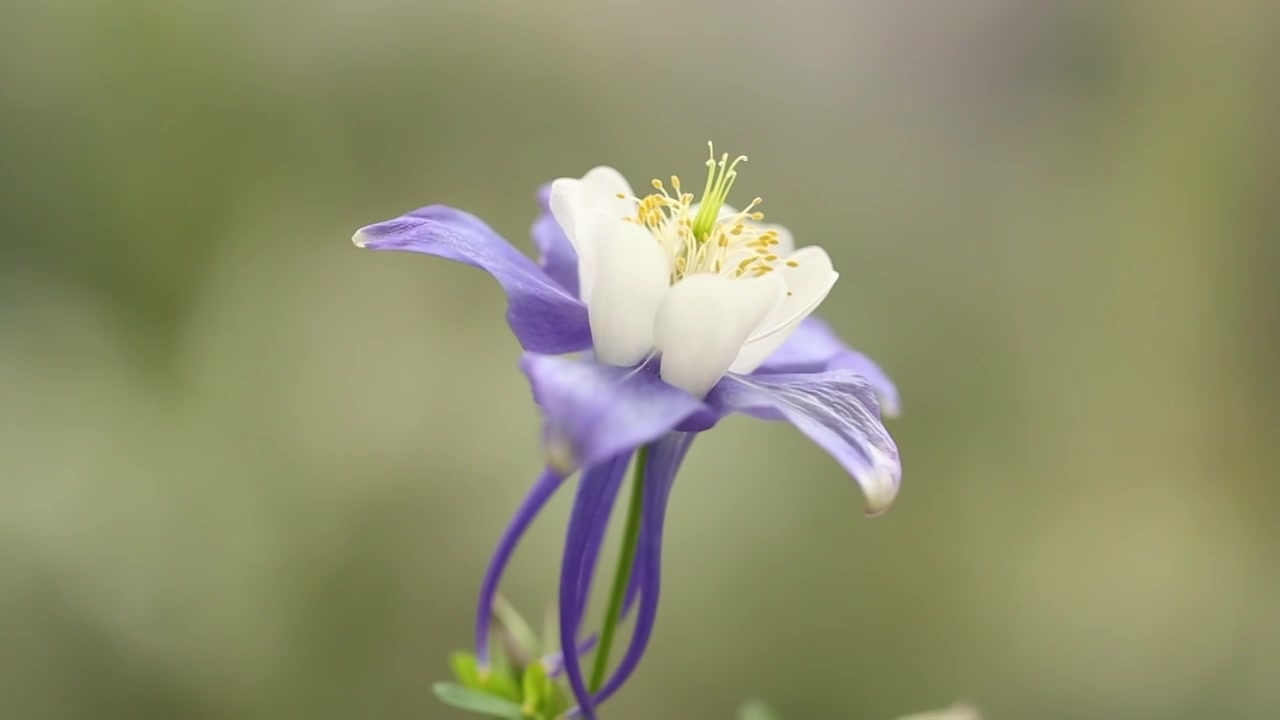 奇特美丽的蓝白双色耧斗菜花朵视频素材