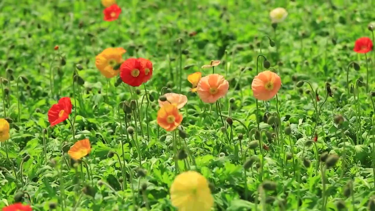 阳光下的虞美人花视频素材