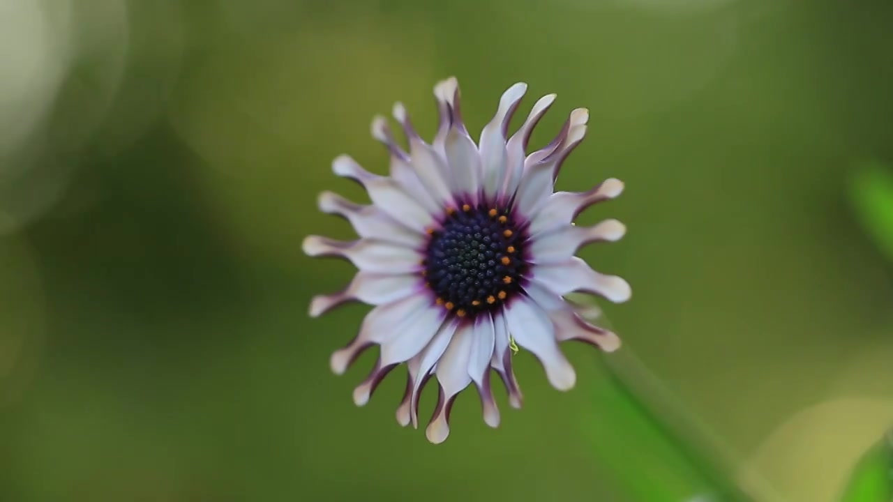 可爱的蓝目菊-奇异果视频素材