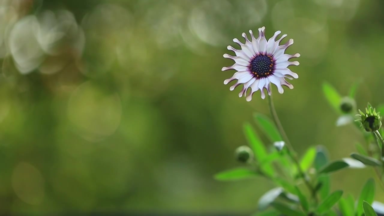 可爱的蓝目菊-奇异果视频素材