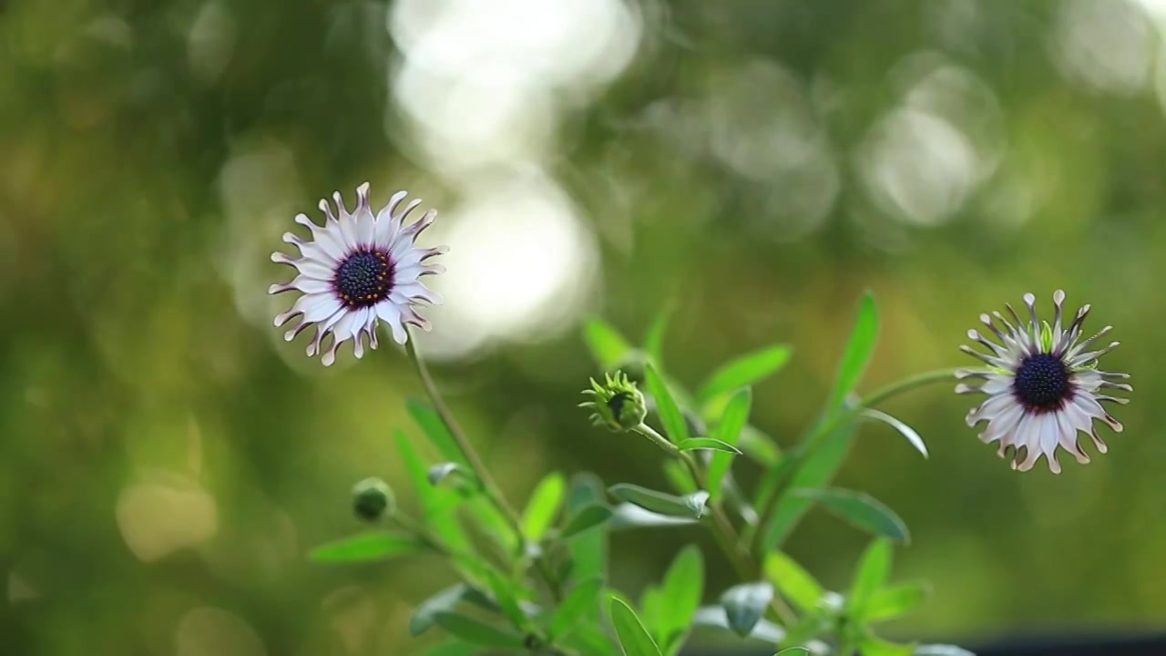 可爱的蓝目菊-奇异果视频下载