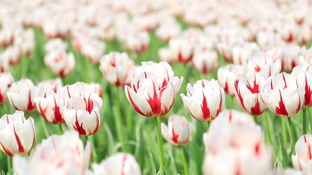 长沙园林生态园郁金香花海视频素材