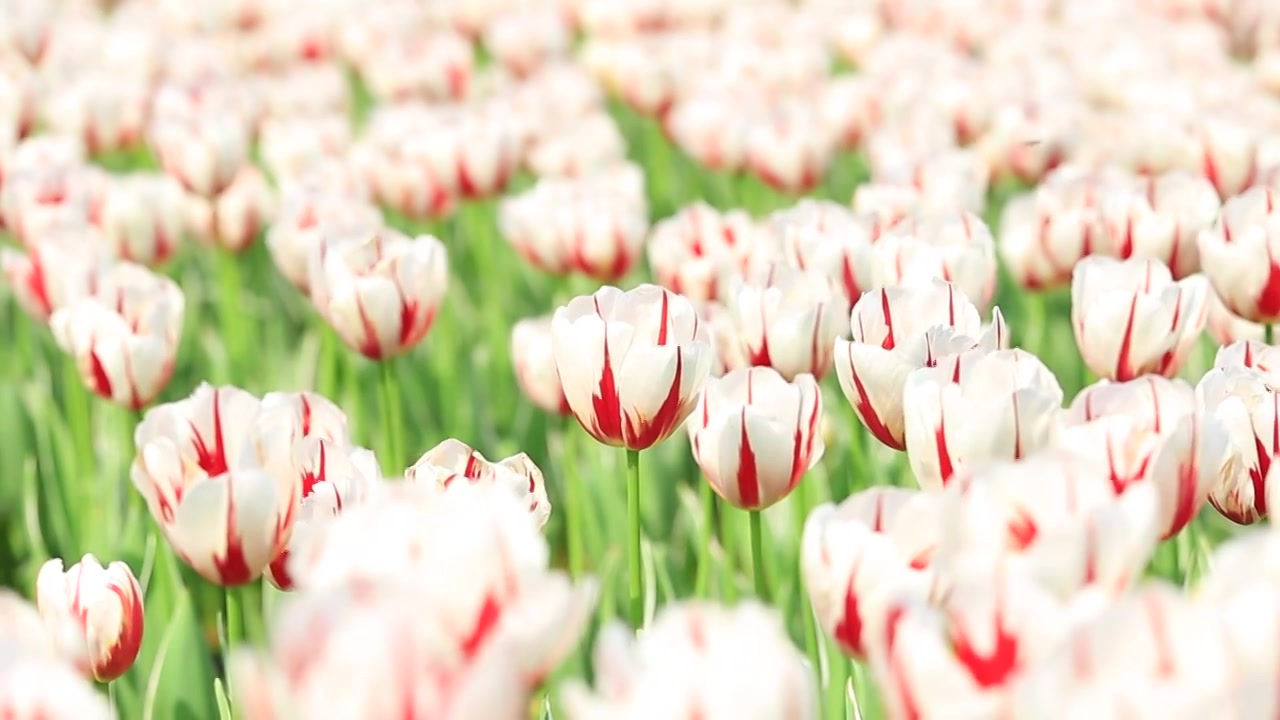 长沙园林生态园郁金香花海视频素材