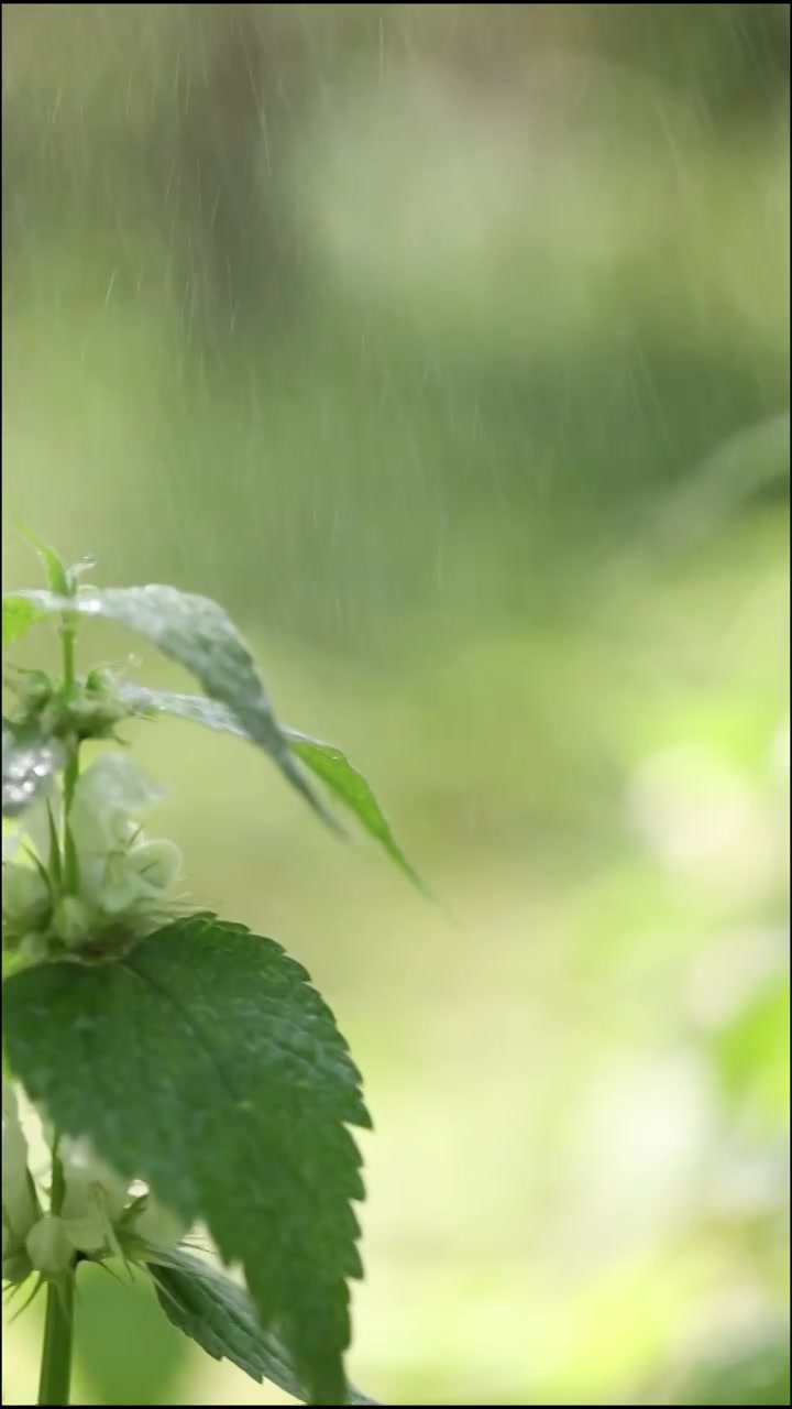 南京春天的花慢镜头视频素材