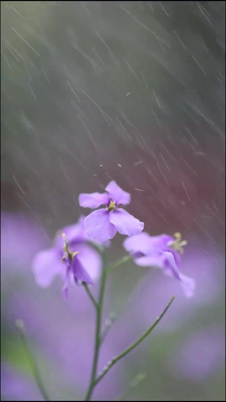 南京春天的花慢镜头视频素材