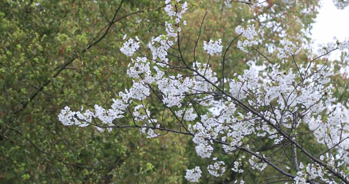 春天唯美樱花特写视频素材