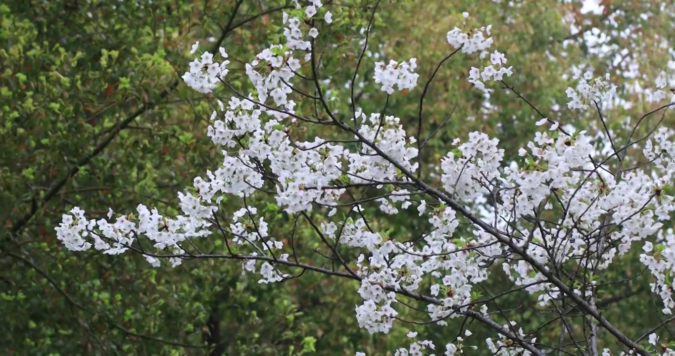 春天唯美樱花特写视频素材