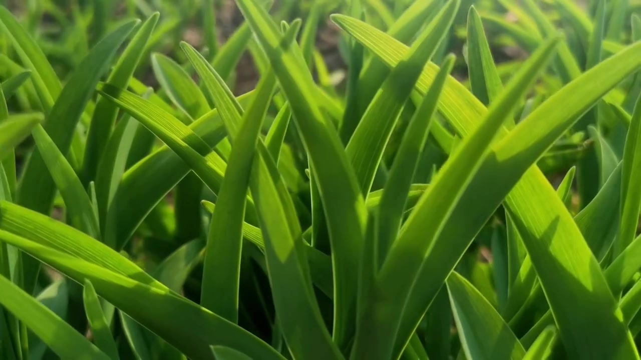 春天刚发芽长出的小草视频素材