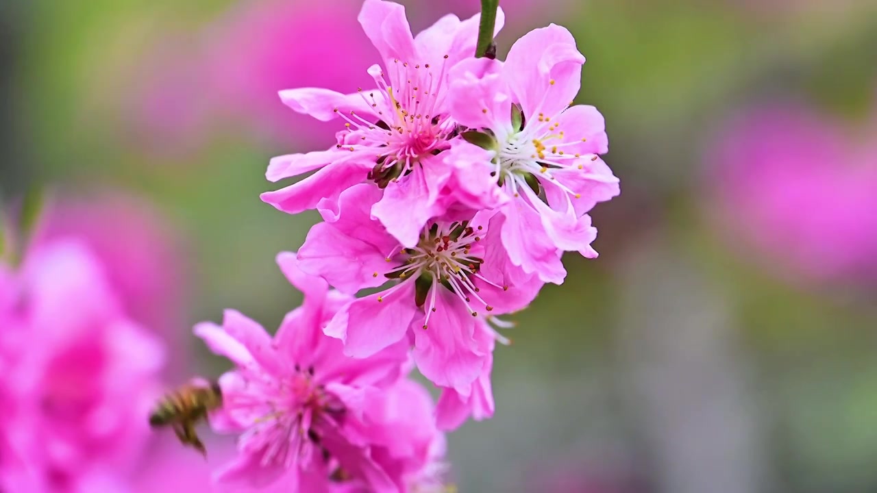 春季盛开的桃花梅花合集视频素材