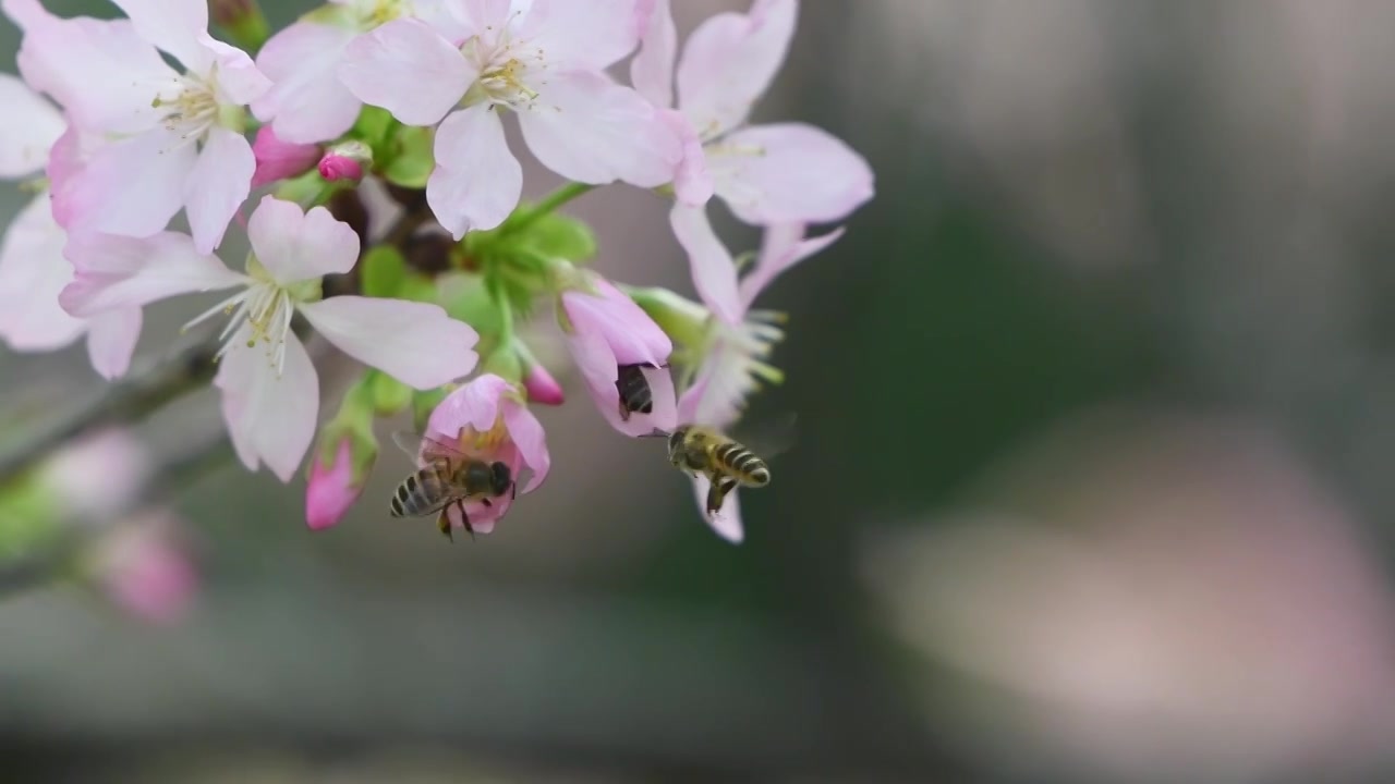 春天樱花和蜜蜂视频素材