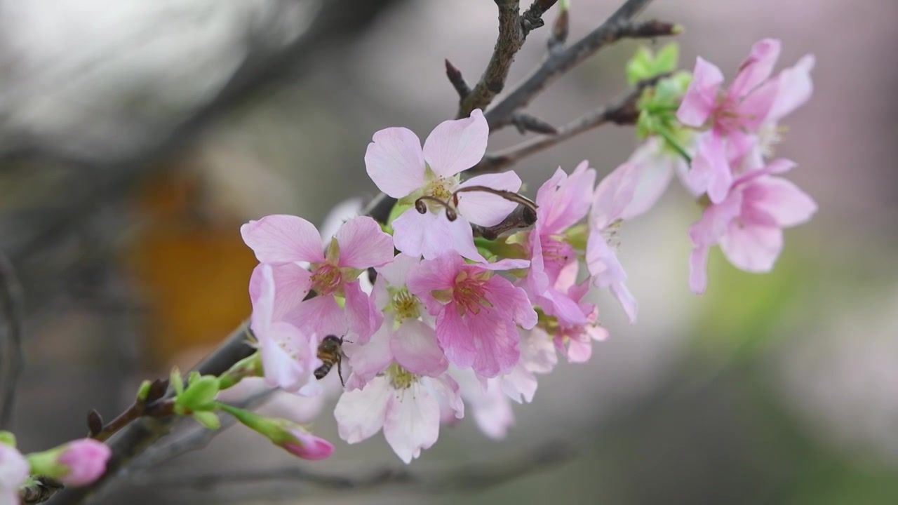 春天樱花和蜜蜂视频素材