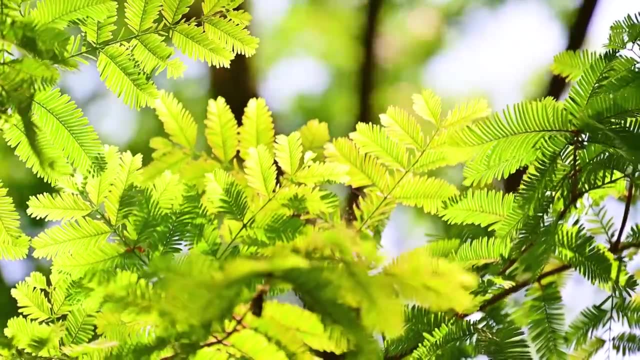 夏天的明亮阳光逆光透过水杉树叶照射下来视频素材