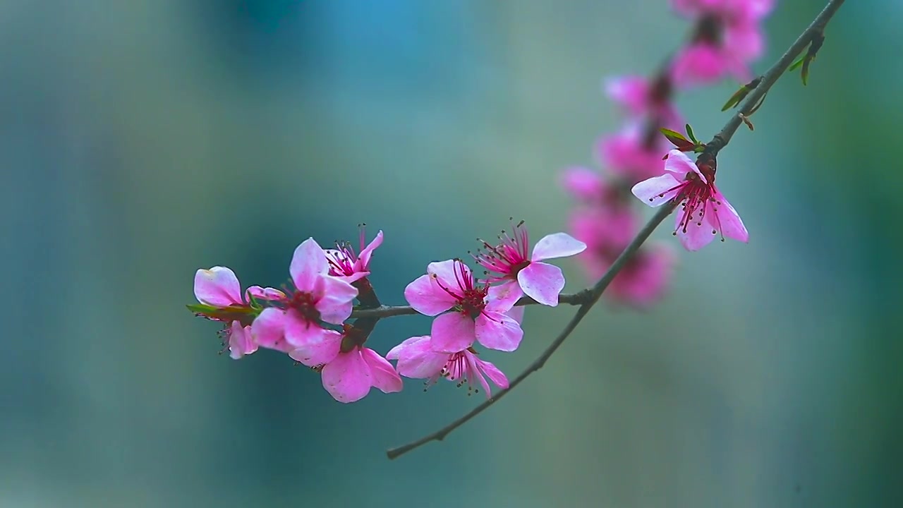 山桃花开了视频素材