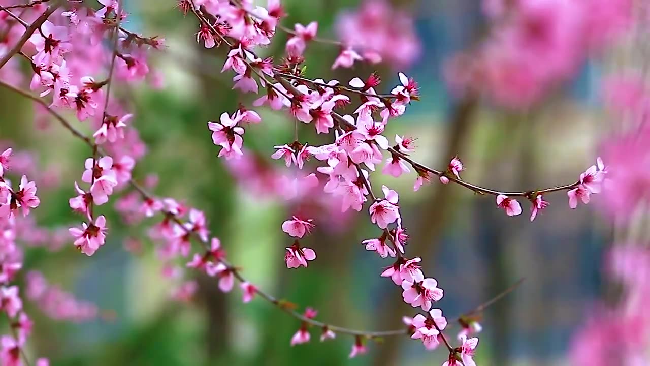 山桃花开了视频素材