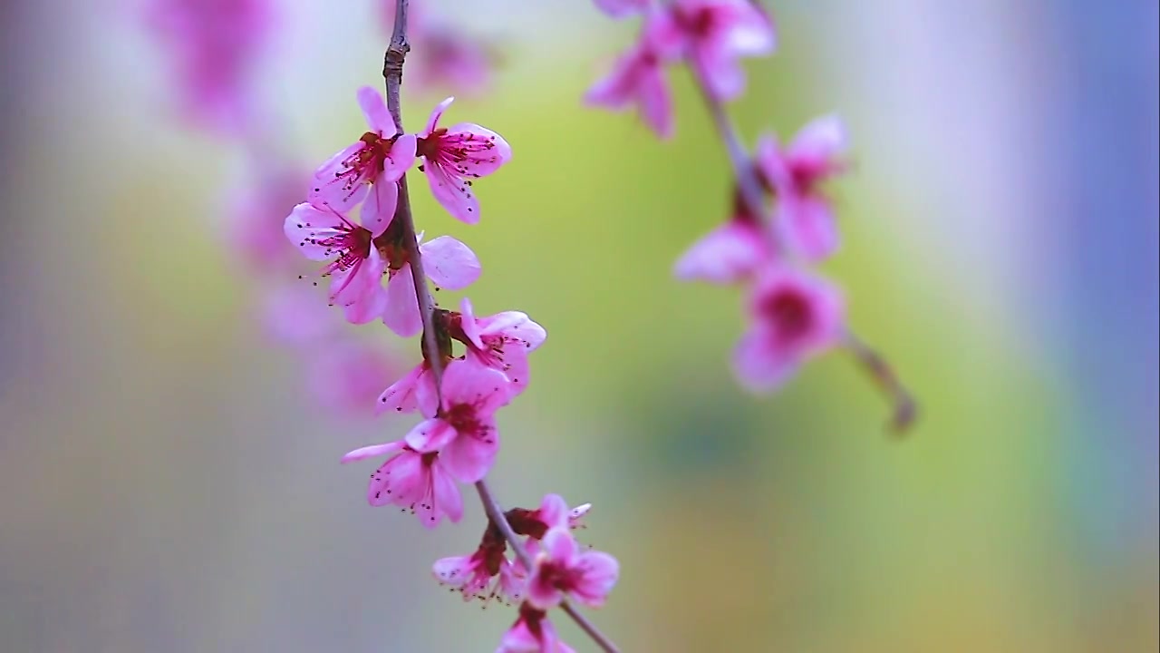 山桃花视频素材