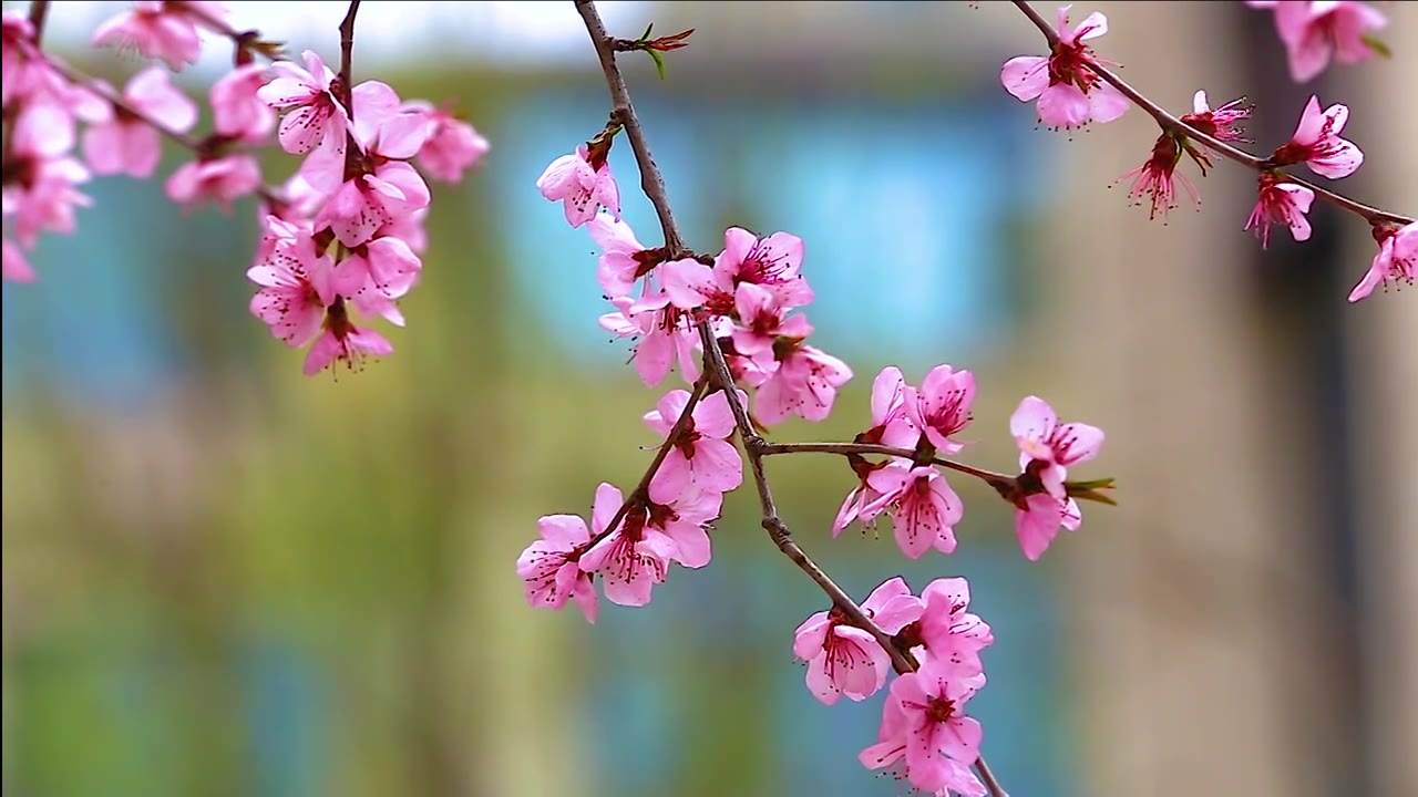 山桃花视频素材