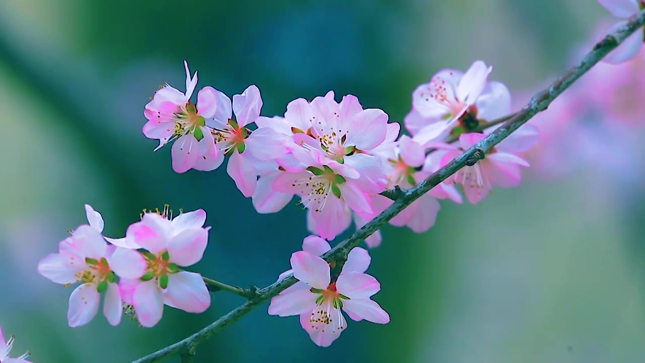 山桃花视频素材