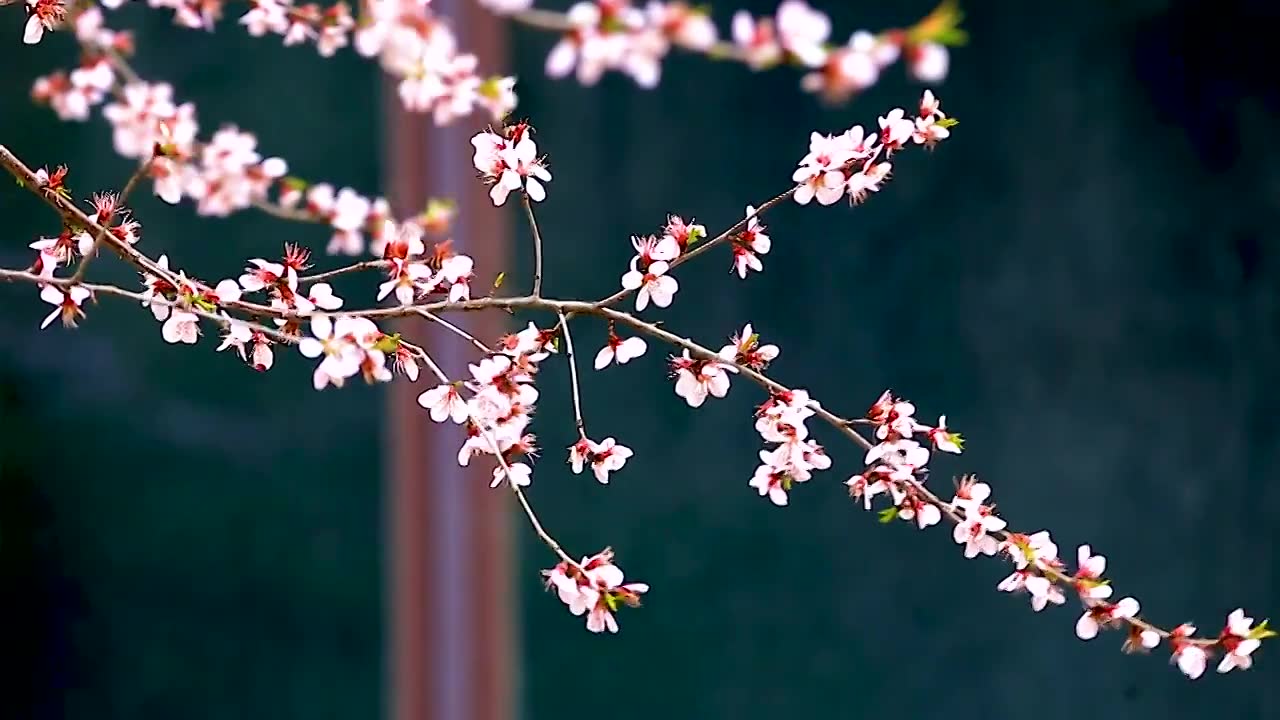 山桃花视频素材