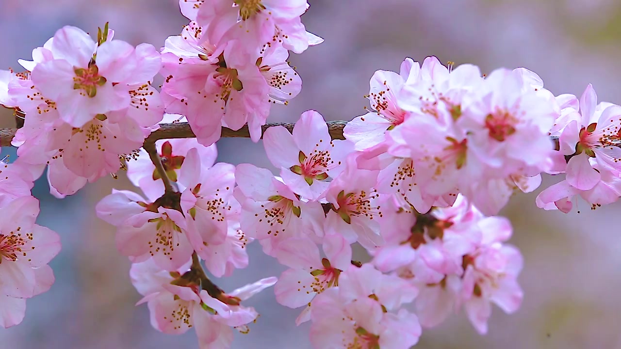 山桃花视频素材