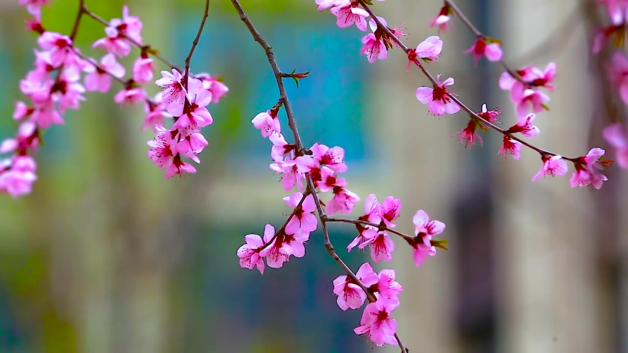 山桃花视频素材