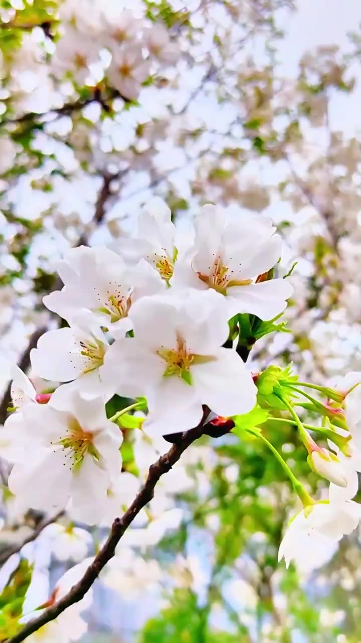 上海大宁灵石公园春天樱花盛开风景视频素材