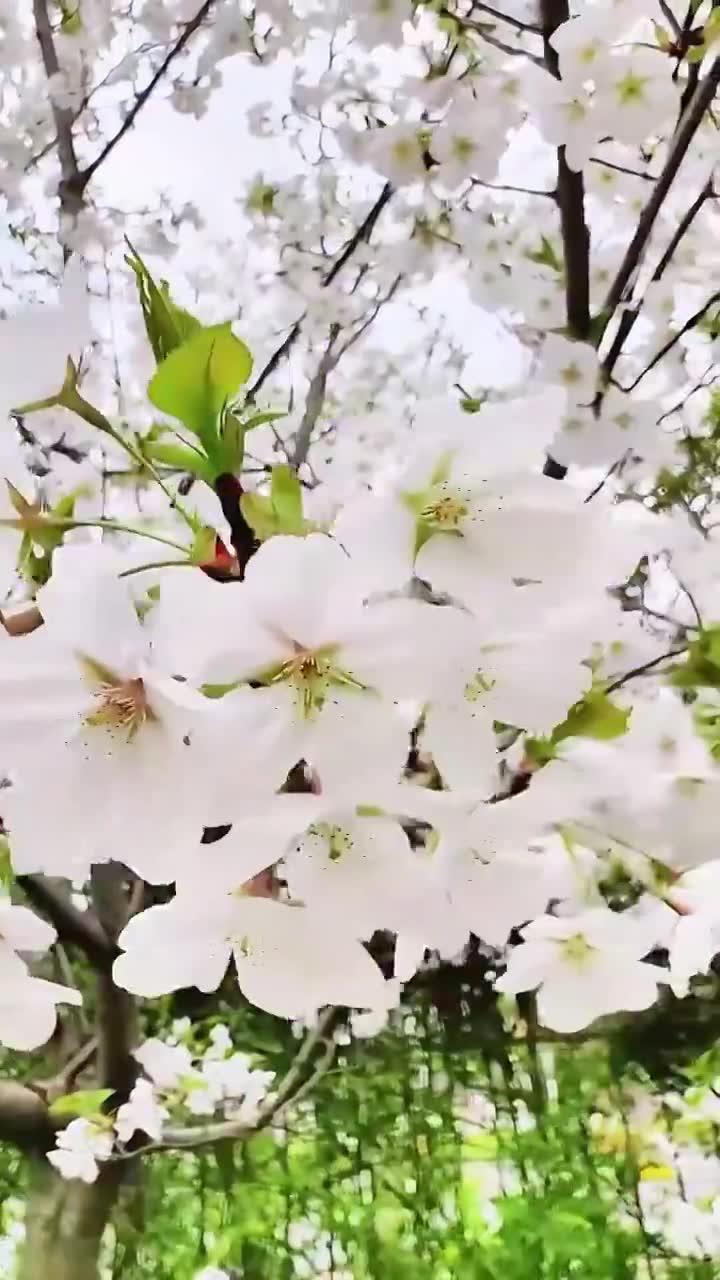 上海大宁灵石公园春天樱花盛开风景视频素材